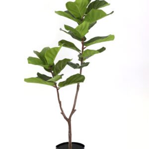 PLANTA ARTIFICIAL DECORATIVA CALIDAD PREMIUM AAA