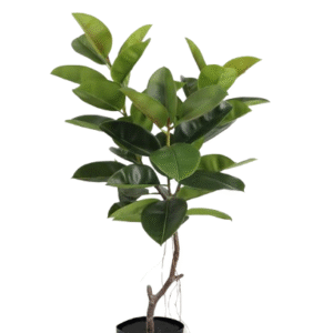 Planta Artificial Decorativa Ficus Gomero 140 cm Cod 1107