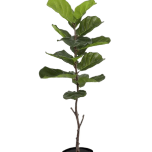 HOJA_DE_VIOLIN_PANDURATA: FICUS LYRATA