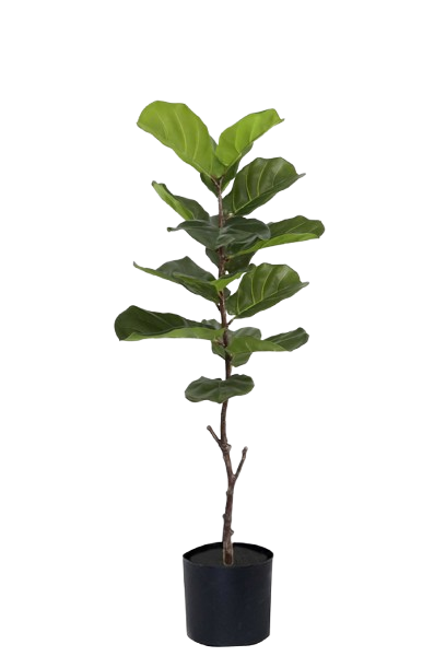 HOJA_DE_VIOLIN_PANDURATA: FICUS LYRATA