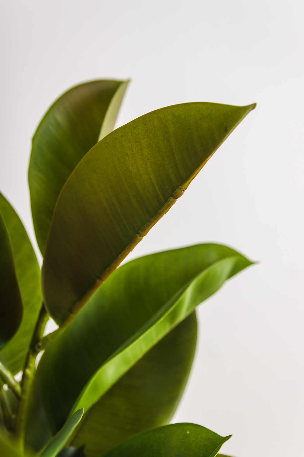 Planta Artificial Decorativa Ficus Gomero 120 Cm Cod 1113 - Image 2