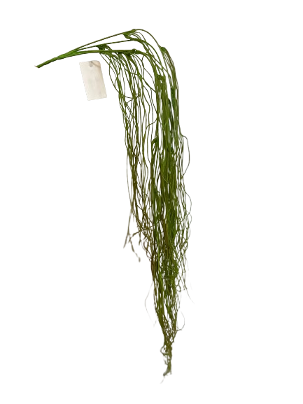 Combo x 6 u. planta colgante 90 cm - 4008-3 zeegras oscuro